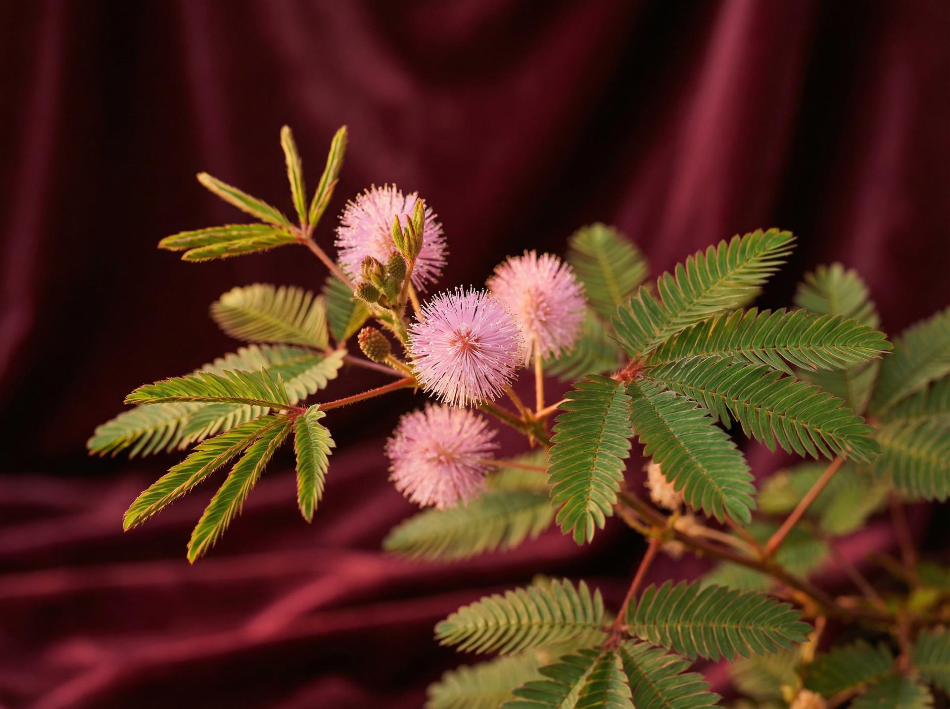 呦呦视频植物视频 - 含羞草养护视频教程