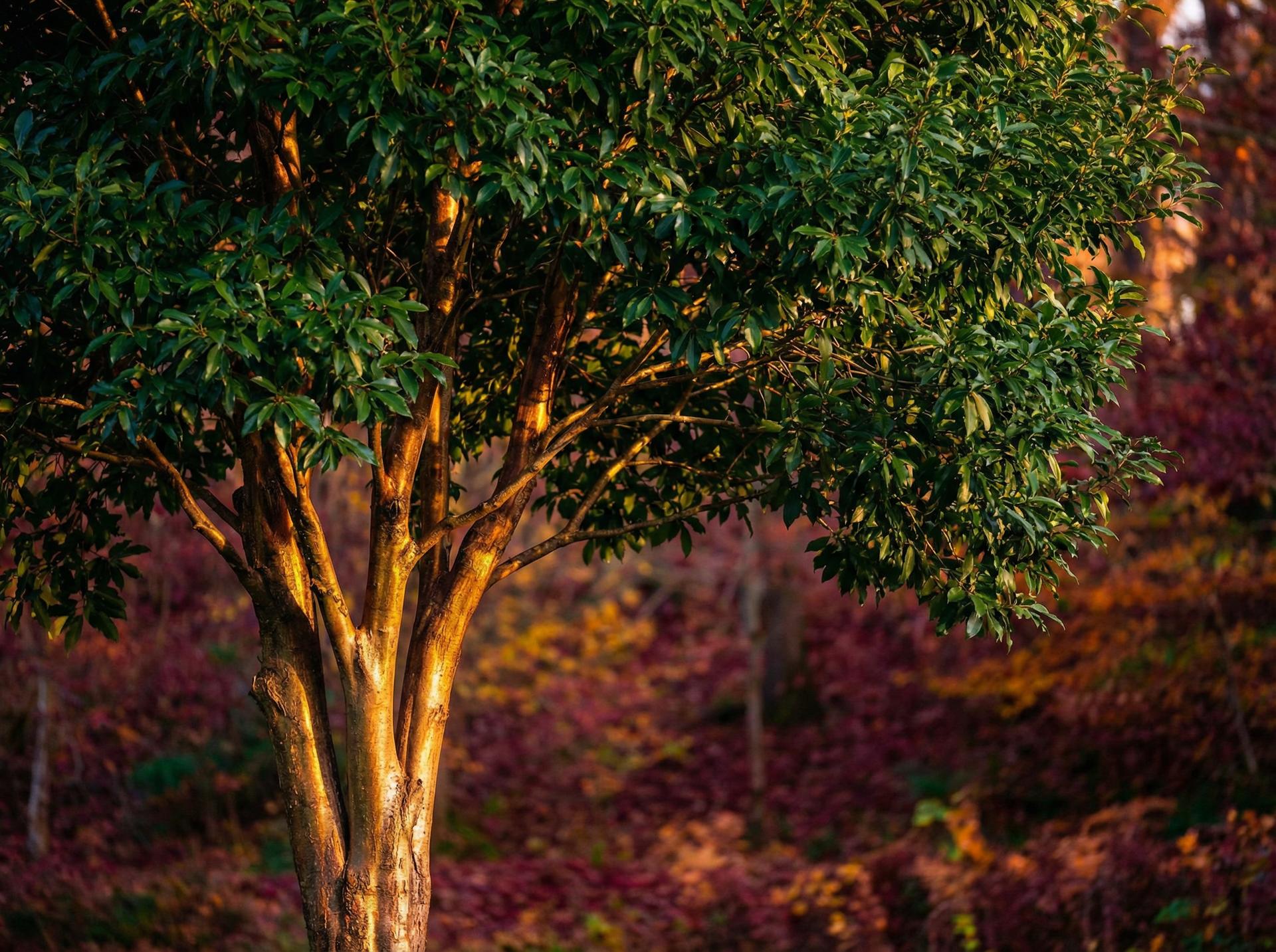 呦呦视频植物保护视频